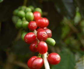 Wombah Coffee Plantation - Holiday Find 2