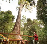 Old Bottlebutt - Holiday Find