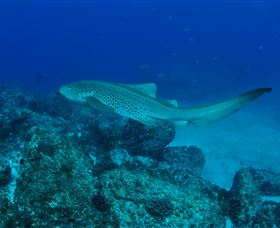 Palm Beach Reef Dive Site - Holiday Find 1