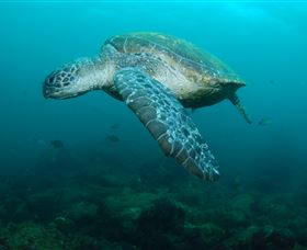 Palm Beach Reef Dive Site - Holiday Find 2