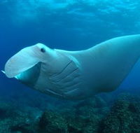 Manta Bommie Dive Site - Holiday Find