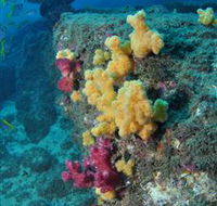 Shag Rock Dive Site - Holiday Find