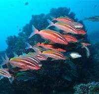 Flat Rock Dive Site - Holiday Find