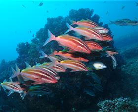 Flat Rock Dive Site - Holiday Find 0