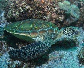 Flat Rock Dive Site - Holiday Find 1