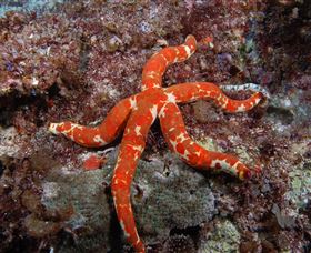 Flat Rock Dive Site - Holiday Find 2