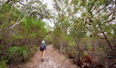 Angophora Grove Walking Track - Holiday Find 1