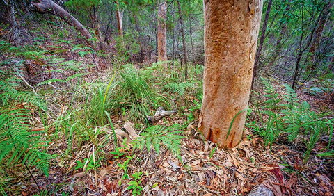 Angophora Grove Walking Track - Holiday Find 2