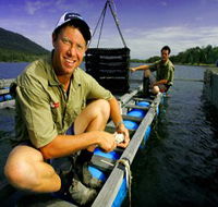 Armstrong Oysters - Holiday Find