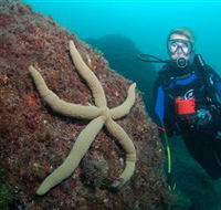 Cook Island Dive Site - Holiday Find