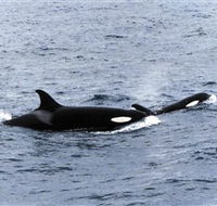 Killer Whale Trail - Holiday Find