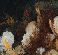 Point Hicks Marine National Park