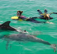 Rockingham Wild Encounters - Swim with Wild Dolphins - Holiday Find