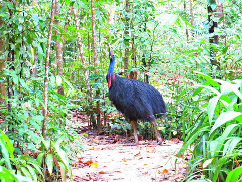 Daintree Safaris - Holiday Find 0