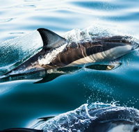 Dolphin Swim Australia