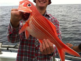 Goin' Off Safaris - Holiday Find 0