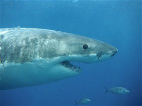 Goin' Off Safaris - Holiday Find 3