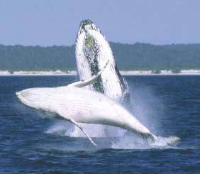 Reel Time Charters Yamba - Holiday Find 3