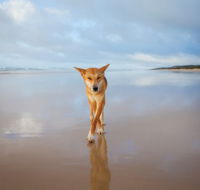Fraser Island Adventure Tours - Holiday Find