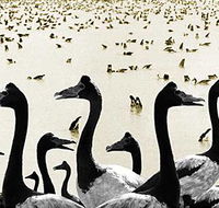 Tin Shed Art Gallery - Holiday Find