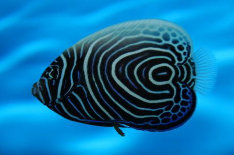 River To Reef Aquarium - Holiday Find 2