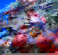 Tropical Marine Centre - Holiday Find