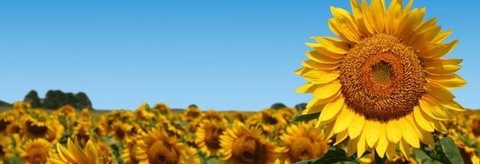 Quirindi Grain And Produce - Holiday Find 2