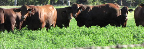 Quirindi Grain And Produce - Holiday Find 3
