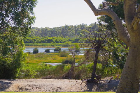 Pinnacles And Yanchep National Park Day Trip From Perth Including Lobster Shack Lunch And Sandboarding - Holiday Find 10