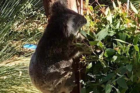 Pinnacles And Yanchep National Park Day Trip From Perth Including Lobster Shack Lunch And Sandboarding - Holiday Find 6