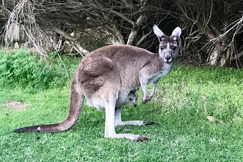 Pinnacles And Yanchep National Park Day Trip From Perth Including Lobster Shack Lunch And Sandboarding - Holiday Find 8