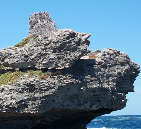 Rottnest Island Tour From Perth Or Fremantle Including Adventure Speed Boat Ride - Holiday Find 7