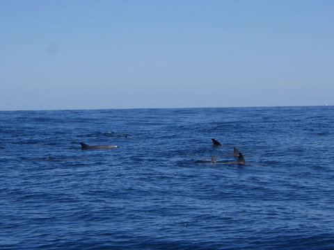 Rottnest Island Tour From Perth Or Fremantle Including Adventure Speed Boat Ride - Holiday Find 6