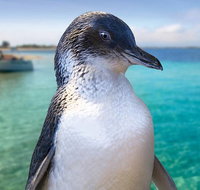 Full-Day Penguin Island  Fremantle Town