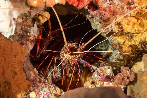 Discover Local Scuba Diving In Perth - Holiday Find 1