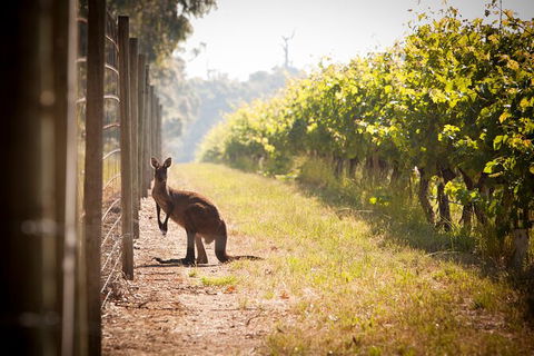 Cape Mentelle Behind The Scenes Tour - Holiday Find 4