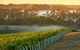 Cape Mentelle Behind The Scenes Tour - thumb 3