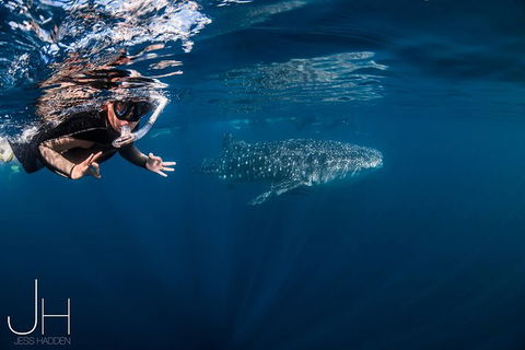 Deluxe WhaleShark Swim Tour On The Ningaloo Reef From Exmouth - Holiday Find 0
