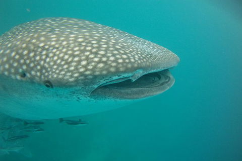 Deluxe WhaleShark Swim Tour On The Ningaloo Reef From Exmouth - Holiday Find 1