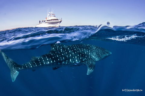 Deluxe WhaleShark Swim Tour On The Ningaloo Reef From Exmouth - Holiday Find 7