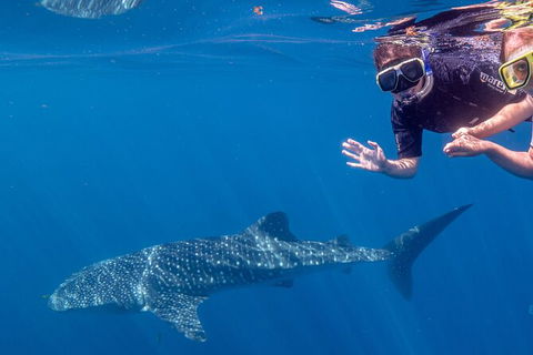 Deluxe WhaleShark Swim Tour On The Ningaloo Reef From Exmouth - Holiday Find 3