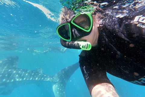 Deluxe WhaleShark Swim Tour On The Ningaloo Reef From Exmouth - Holiday Find 4