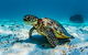 Turtle And Reef Adventure - thumb 0