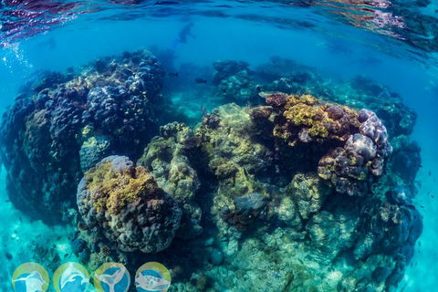 Turtle And Reef Adventure - Holiday Find 1