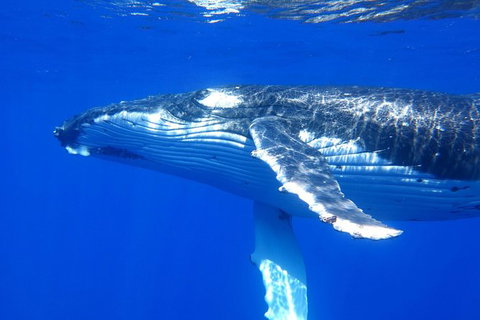 Whale Shark Swim By Catamaran In Shoulder Season - Holiday Find 1