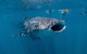 Whale Shark Swim By Catamaran In Shoulder Season - thumb 7