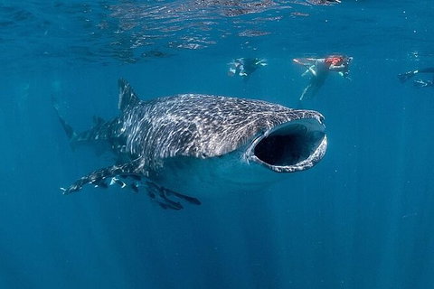 Whale Shark Swim By Catamaran In Shoulder Season - Holiday Find 7