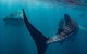 Whale Shark Swim By Catamaran In Shoulder Season - thumb 5