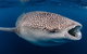 Whale Shark Swim By Catamaran In Shoulder Season - thumb 4