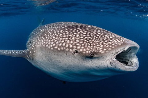 Whale Shark Swim By Catamaran In Shoulder Season - Holiday Find 4